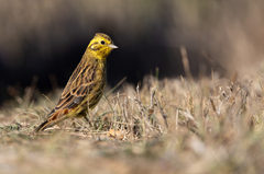 Yellowhammer photo 6