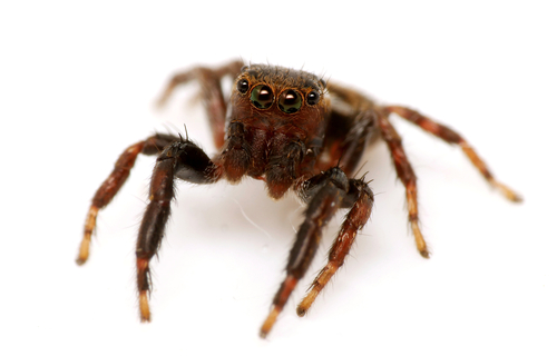 Evarcha laetabunda