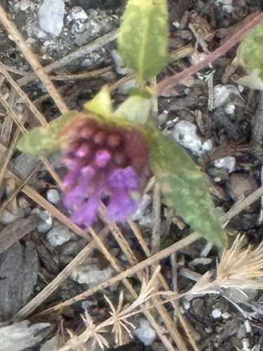 iNaturalist observation photo of Brewer's Monardella
