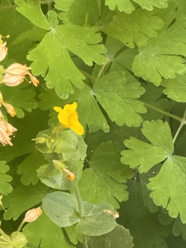 iNaturalist observation photo of seep monkeyflower