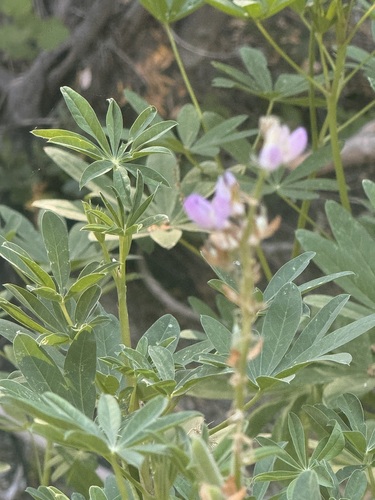 iNaturalist observation photo of Broadleaf Lupine