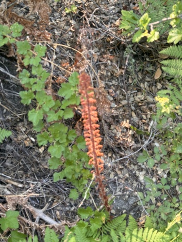 iNaturalist observation photo of woodland pinedrops