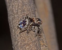 Maratus harrisi