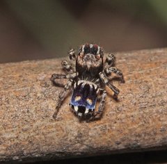 Maratus harrisi