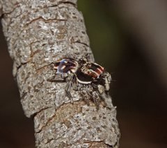 Maratus harrisi