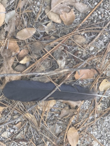 iNaturalist observation photo of Common Raven