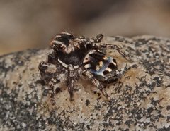 Maratus harrisi