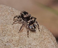 Maratus harrisi