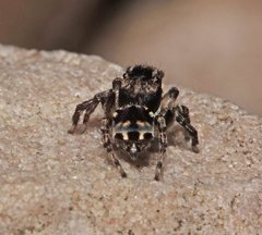 Maratus harrisi