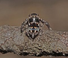 Maratus harrisi
