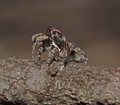 Maratus harrisi