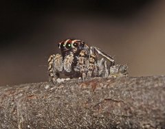 Maratus harrisi