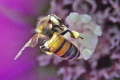 Apis mellifera