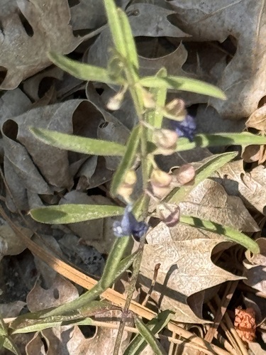 iNaturalist observation photo of Grayleaf Skullcap