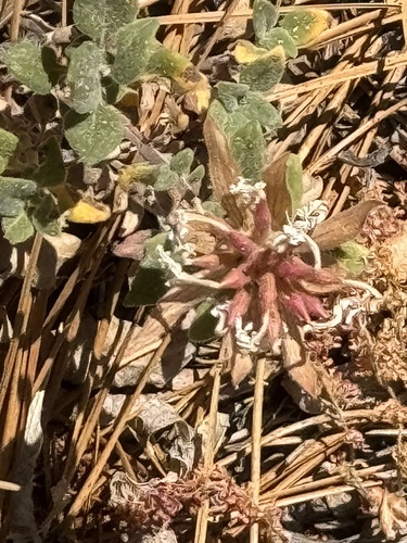 iNaturalist observation photo of Yellow monardella