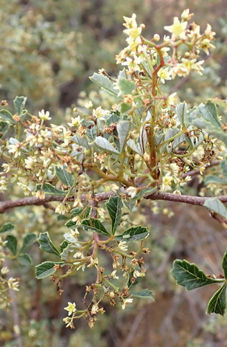 Image of Searsia dissecta by (c) Nicola van Berkel, some rights reserved (CC BY-SA)