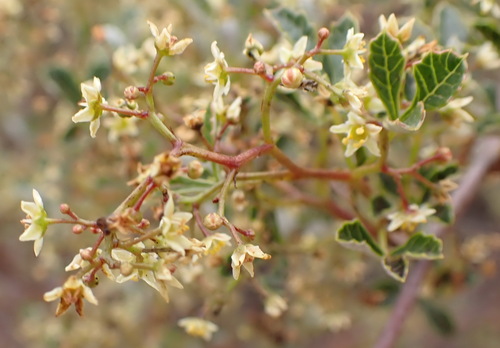 Image of Searsia dissecta by (c) Nicola van Berkel, some rights reserved (CC BY-SA)