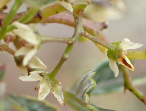 Image of Searsia dissecta by (c) Nicola van Berkel, some rights reserved (CC BY-SA)