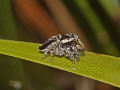 Maratus proszynskii