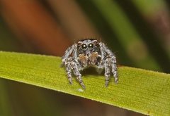 Maratus proszynskii