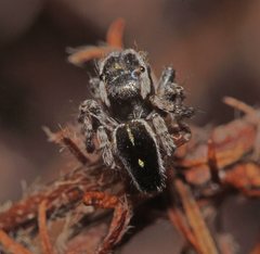 Maratus proszynskii
