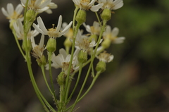 Senecio integerrimus ochroleucus