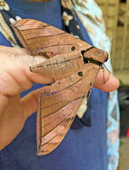 Ambulyx clavata