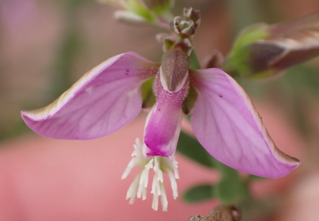 Livid Falsepea from West Coast District Municipality, South Africa on ...