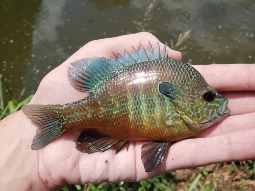 Plains Longear Sunfish