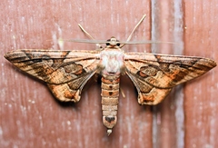 Hypochrosis binexata