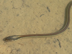 Thamnophis proximus rubrilineatus