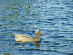 Anas platyrhynchos domesticus