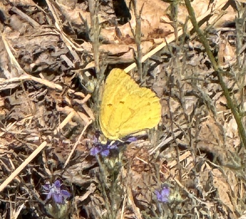 iNaturalist observation photo of Sleepy Orange