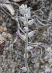Caulanthus crassicaulis