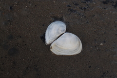 Macomona liliana