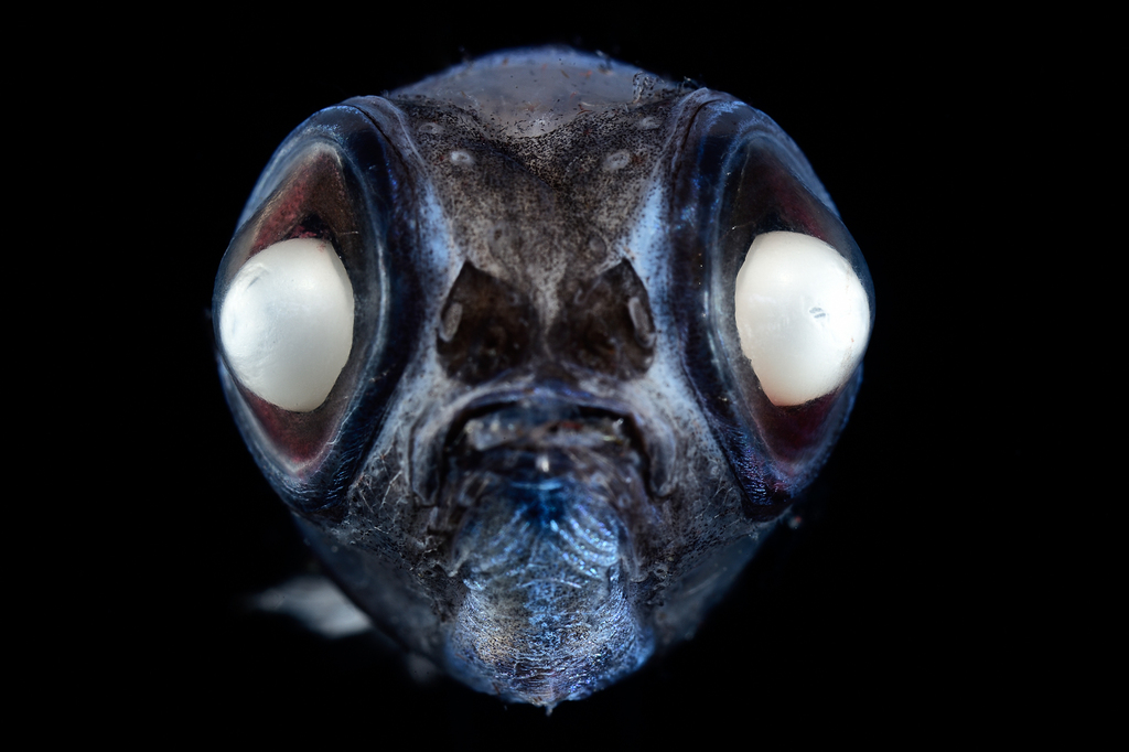 Deep-sea Smelts