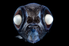 Bigscale Deepsea Smelt photo 2