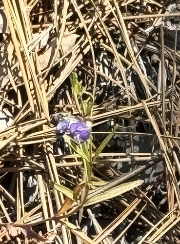 iNaturalist observation photo of blue dicks