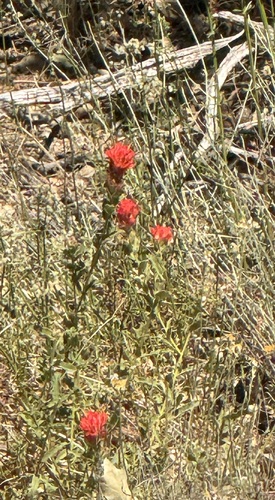 iNaturalist observation photo of Camp Martin paintbrush