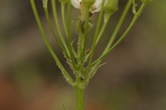 Senecio integerrimus ochroleucus