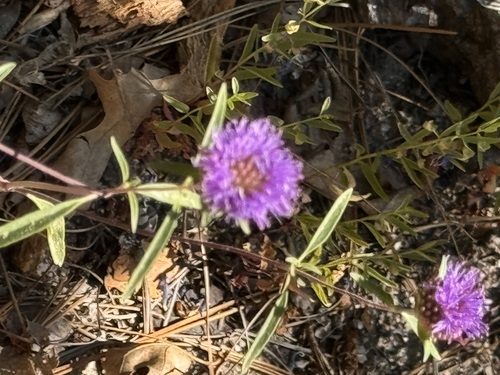 iNaturalist observation photo of Brewer's Monardella