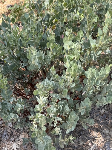 iNaturalist observation photo of Pringle's manzanita