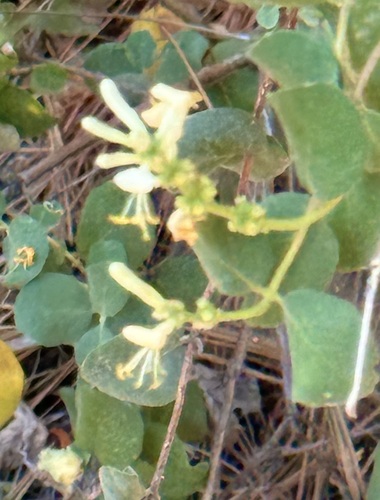 iNaturalist observation photo of Southern Honeysuckle