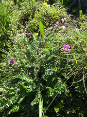 Oxytropis montana