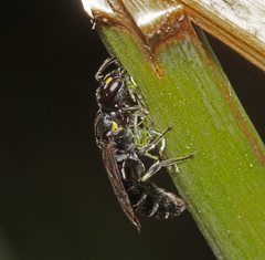 Hylaeus quadriceps