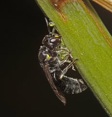 Hylaeus quadriceps