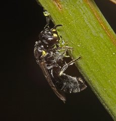 Hylaeus quadriceps