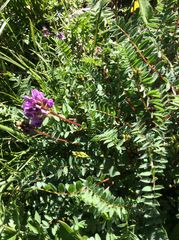 Oxytropis montana