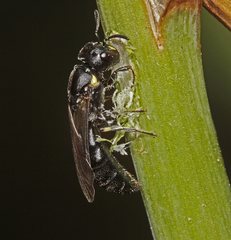 Hylaeus quadriceps