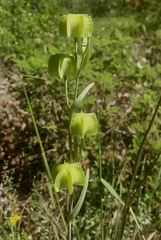 Fritillaria micrantha